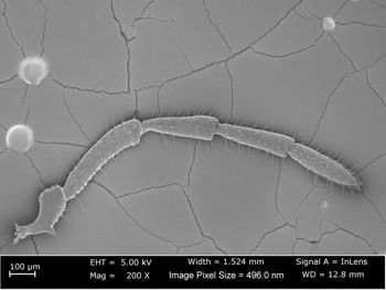 Media type: image;   Invertebrate Zoology 162243 Aspect: male palp 200x magnification